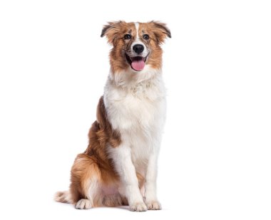 Sevimli melez köpek oturuyor ve nefes nefese, temiz beyaz bir arka planda anın tadını çıkarıyor.