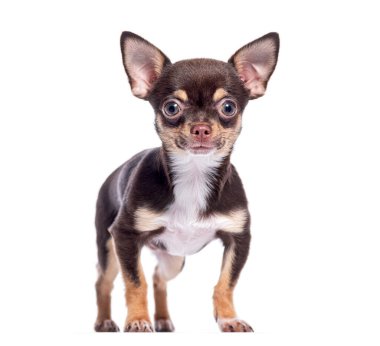 Beyaz arka planda duran çikolata ve beyaz chihuahua köpekleri.