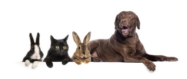 Tavşanlar, kedi ve köpek birlikte uzanmış, türler arası dostluk, sevgi ve özen gösteriyorlar, beyaz arka planda izole edilmiş.