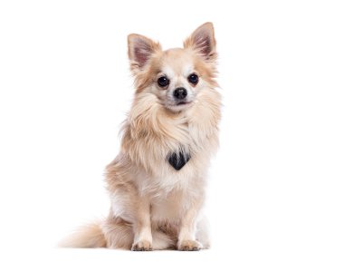 Sevimli, uzun saçlı bir chihuahua oturuyor ve siyah bir papyon takıyor.