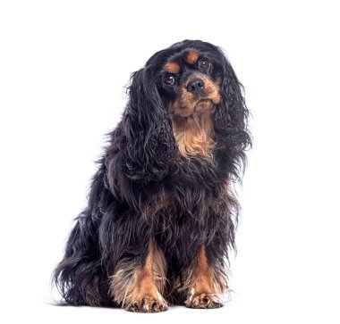 Süvari Kralı Charles Spaniel beyaz arka planda oturuyor ve meraklı görünüyor.