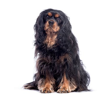 Şövalye Kral Charles Spaniel beyaz bir arka planda oturuyor ve bekliyor.