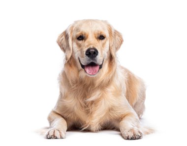 Golden retriever köpeği uzanmış, soluk soluğa ve beyaz bir arka planda ileriye bakıyor.