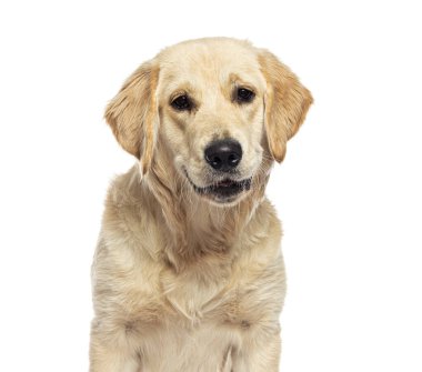 Golden Retriever beyaz arka planda oturuyor ve poz veriyor