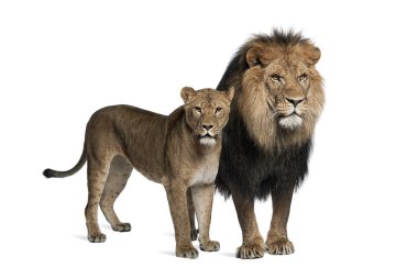 Aslan, panthera leo, 8 yaşında, beyaz arka plan duran