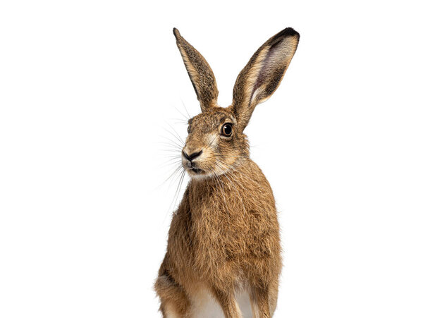 Голова любопытного коричневого зайца, Lepus europaeus, с прямыми ушами, изолированными на белом