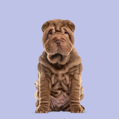 Çikolatalı Shar pei köpek yavrusu oturuyor ve mor bir arka planda bekliyor.