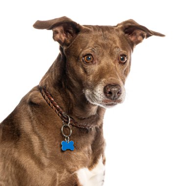 Kahverengi ve beyaz melez köpek mavi kemikli tasma takıyor ve kameradan başka yöne bakıyor.