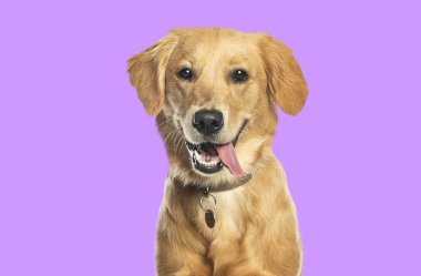 Golden retriever köpeği soluk soluğa ve dilini mor bir arka planda dışarı çıkararak