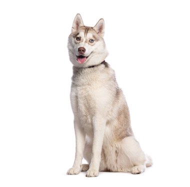 Oturup nefes nefese kalmış, güzel, yetişkin Sibirya köpeğinin stüdyo fotoğrafı.