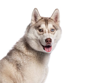 Güzel bir Sibirya köpeğinin portresi soluk soluğa ve mutlu görünüyor, beyaz bir arka planda izole edilmiş.