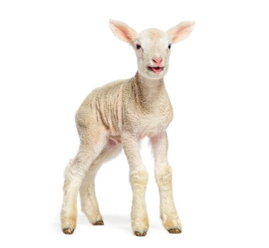 Güzel kuzu meleyen, beyaz arka planda izole edilmiş, iki günlük.