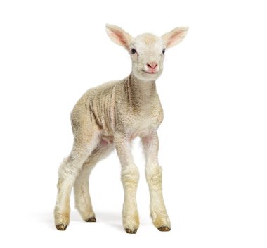 Sevimli kuzucuk dikilip kameraya bakıyor, beyaz arka planda izole edilmiş, iki günlük.