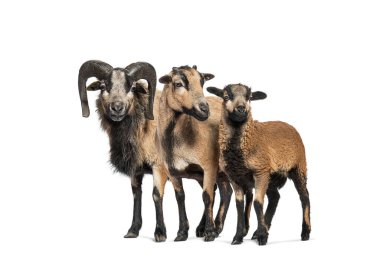 Ewe, ram ve kuzu kamerun koyunları beyaz arka planda yan yana durur.