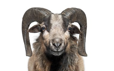 Kamerun koyununun beyaz bir arka planda büyük boynuzlarını gösteren görüntüsü.