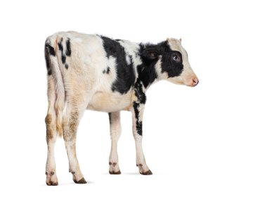 Beyaz arka planda duran genç siyah beyaz Frizyalı buzağı görüntüsü