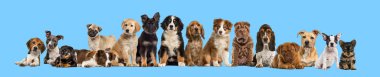Farklı cinsten büyük bir grup köpek mavi arka planda yan yana oturur ve uzanır.