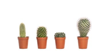 Beyaz arka planda izole edilmiş, küçük terasotta tencerelerinde büyüyen dört küçük kaktüs.