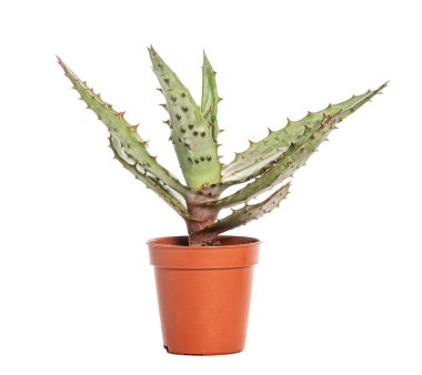 Terracotta tenceresinde büyüyen dikenli yaprakları olan küçük sulu bitki, beyaz bir arka planda izole edilmiş.