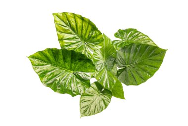 Taze, parlak alocasia yapraklarını kapatın, açık beyaz bir arkaplana karşı karmaşık damarlar ve canlı yeşil renkler sergiliyor.