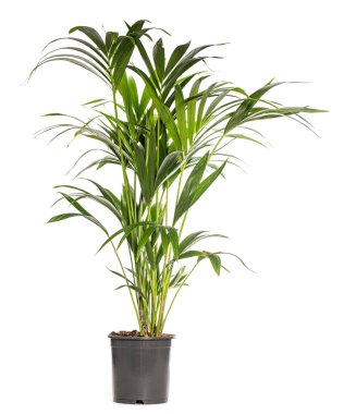 Saksı palmiyesi, bumaedorea elegans, beyaz bir arka planda izole