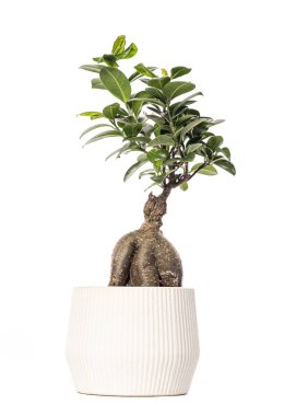Beyaz arka planda, modern beyaz bir tencerede yetişen küçük incir ağacı ginseng bonsai. Minimalist iç dekorasyon için mükemmel.