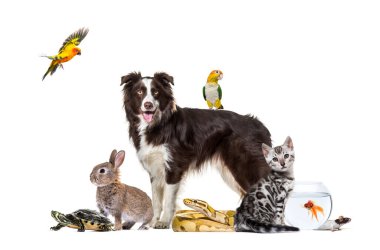 Köpek, kedi, tavşan, kaplumbağa, yılan, fare, balık ve papağanlar da dahil olmak üzere geniş bir grup evcil hayvan beyaz arka planda birlikte poz veriyorlar.