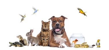 Kuşlar, memeliler, sürüngenler ve balıklar da dahil olmak üzere büyük bir grup evcil hayvan beyaz arka planda birlikte poz veriyorlar.