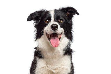 Beyaz bir arka planda soluyan ve gülümseyen siyah beyaz bir Collie 'nin kafasından.