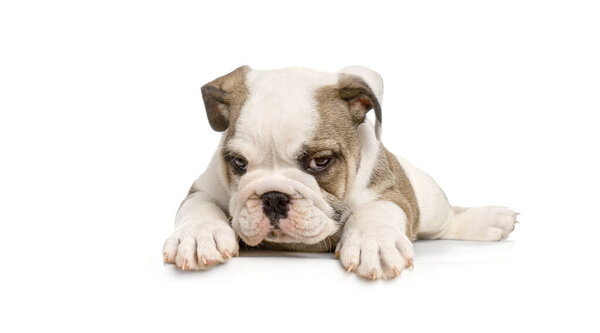 Cute english Bulldog puppy lying down and looking down in front of white background, Remastered