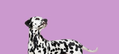 Pembe arka plana bakan Dalmaçyalı bir köpeğin yan görüntüsü, evcil hayvan projeleri için mükemmel.