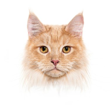 Zencefilli zencefilli zencefilli rakunun yüzünü kapat. Yoğun bakışlarını ve güzel yüz hatlarını temiz beyaz bir arka plana yansıt.