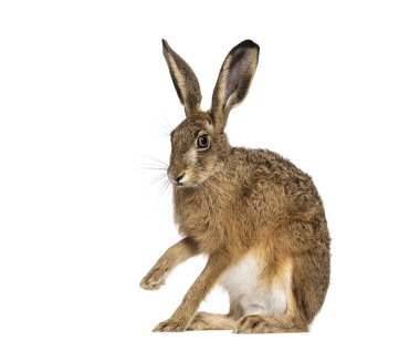 Avrupa tavşanı ya da kahverengi tavşan, lepus europaeus 'un yan görünüşü, beyaz üzerinde izole edilmiş bir şekilde oturup pençeleme