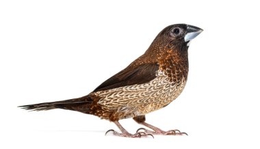 Toplum ispinozu, Lonchura striata domestica, ya da Bengali ispinozu, beyaz üzerine izole edilmiş.