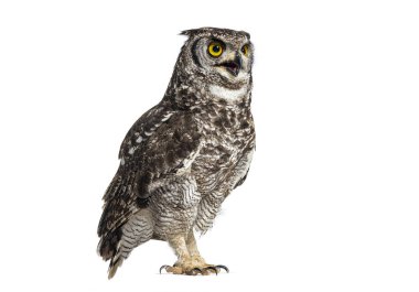 Benekli baykuş, Bubo africanus, ya da Afrika kartalı baykuşu, beyaz gagası açık yukarı bakıyor,