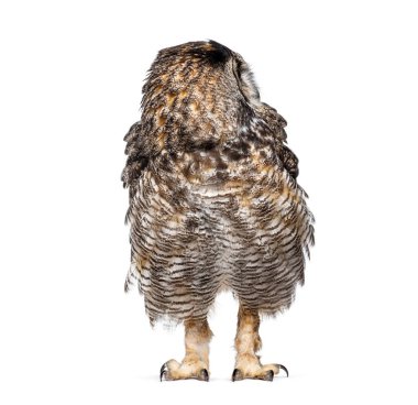 Büyük boynuzlu baykuş, Bubo virginianus saturatus, ya da kaplan baykuş, başını çevirip geriye bakarken tüylerini kabartıyor, beyaz üzerine izole edilmiş.