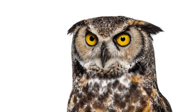 Boynuzlu baykuşun baş görüntüsü, Bubo virginianus saturatus, veya kameraya bakan kaplan baykuş, beyaz üzerine izole edilmiş.