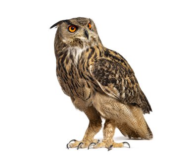 Avrasya Kartalı Baykuşu, Bubo Bubo, başka tarafa bakıyor, beyaz üzerinde izole.