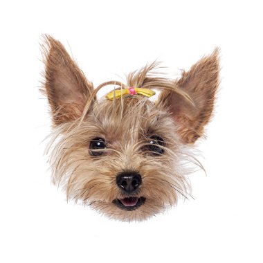 Sevimli Yorkshire Teriyeri köpek yavrusu beyaz arka planda, sarı bir fiyonk takıyor.