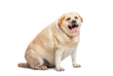 Şişman Labrador Retriever köpeği beyaz arka planda izole bir şekilde oturuyor ve nefes nefese.