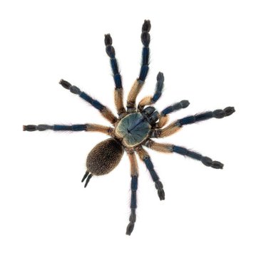 Tavuskuşu tarantulasının üst görüntüsü, Poecilotheria metallica, beyaz üzerine izole edilmiş.