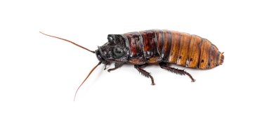 Madagascar hissing cockroach, Gromphadorhina portentosa, isolated on white