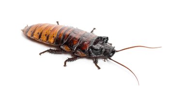 Madagascar hissing cockroach, Gromphadorhina portentosa, isolated on white