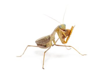 Mantid böceği yiyen bir peygamberdevesinin yan görüntüsü, Sphodromantis türü, beyaz üzerine izole edilmiş.