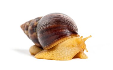 Dev bir Afrika kara salyangozunun yan görüntüsü sürünen, Lissachatina fulica; beyaz üzerinde izole