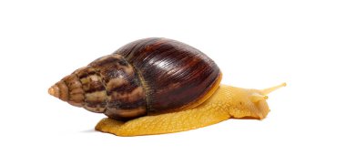 Dev bir Afrika kara salyangozunun yan görüntüsü sürünen, Lissachatina fulica; beyaz üzerinde izole