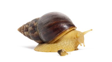 Küçük salyangoz Lissachatina Fulica 'lı dev bir Afrika kara salyangozunun beyaz arka planda emeklemesi, stüdyo çekimi.