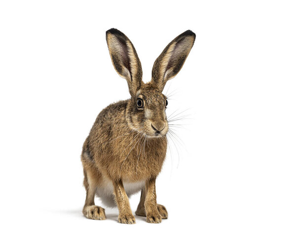 Коричневый европейский заяц, Lepus europaeus, сидит вертикально с тревожными ушами, изолированными на белом