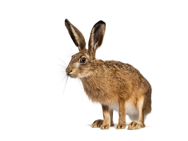 Европейский заяц, коричневый заяц, Lepus europaeus, стоя на белом фоне, глядя в сторону