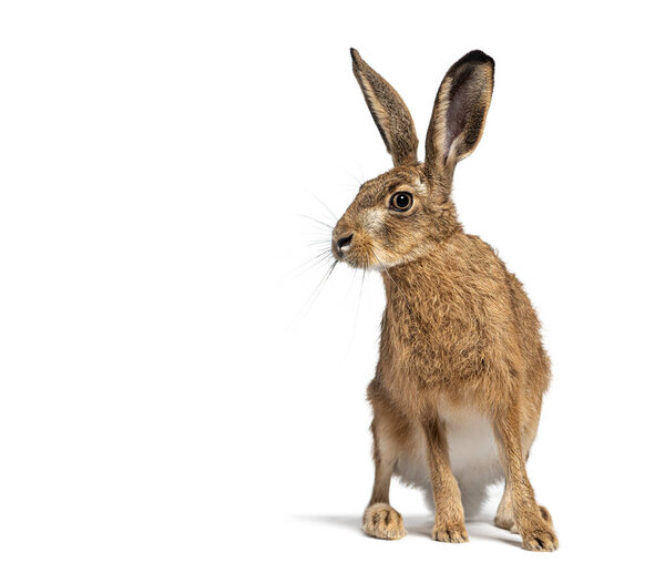 Молодой европейский заяц, коричневый заяц, Lepus europaeus, трехмесячный сидит внимательно